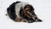 20 Nika alle prese con un osso trovato nella neve